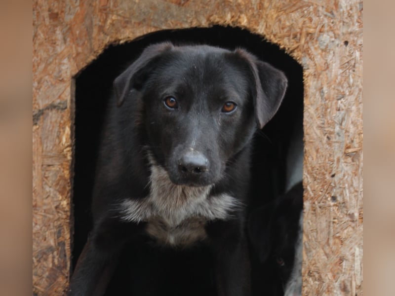 ⭐️SMOKY⭐️, sportlicher Rüde, 1,5 Jahre, 52 cm, Mischling, Tierschutz Rumänien