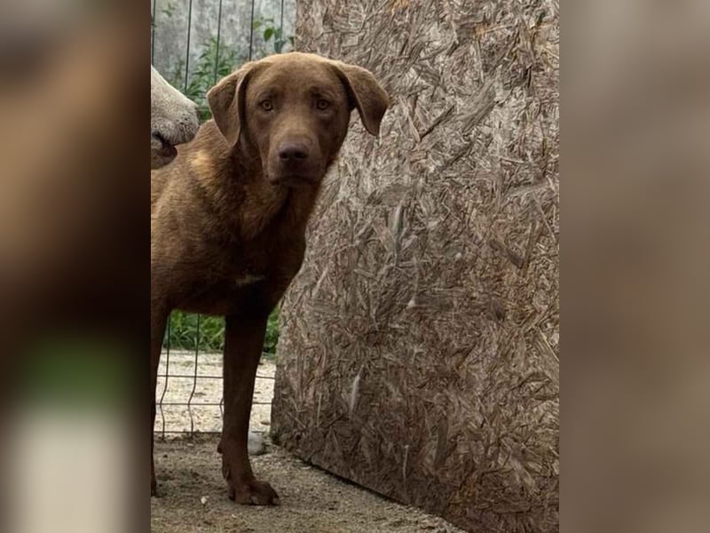 ⭐️DUKE⭐️, ängstlicher Hundejunge, 1 Jahr, 55 cm, Mischling, Tierschutz Rumänien