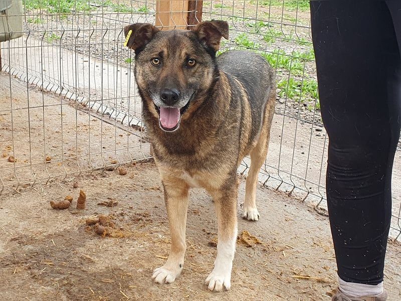 ♥NANDO♥ wunderbarer, ganz aufgeschlossener Rüde - eine wahre Frohnatur 53 cm