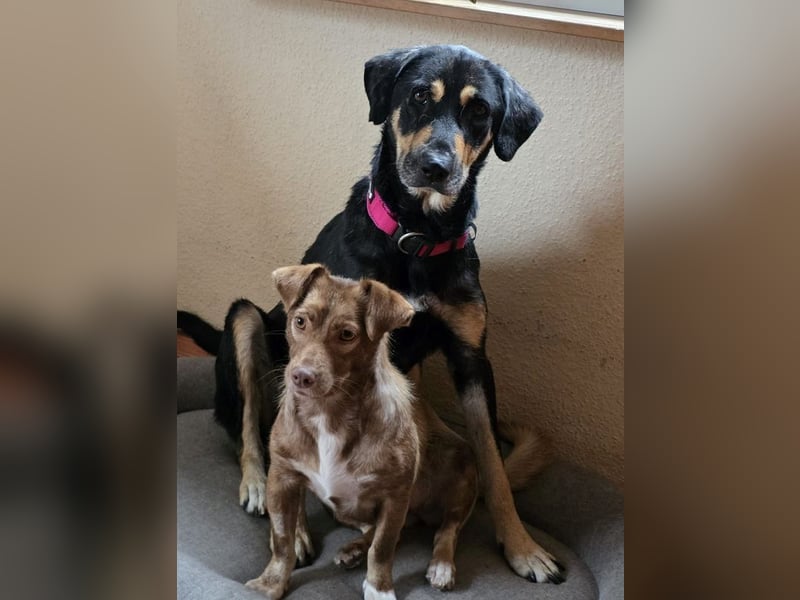 NOTFALL ♥STELLA♥ neu auf Pflegest bei Leverkusen -unglaublich menschenbezogene, zu dünne Hündin 60cm