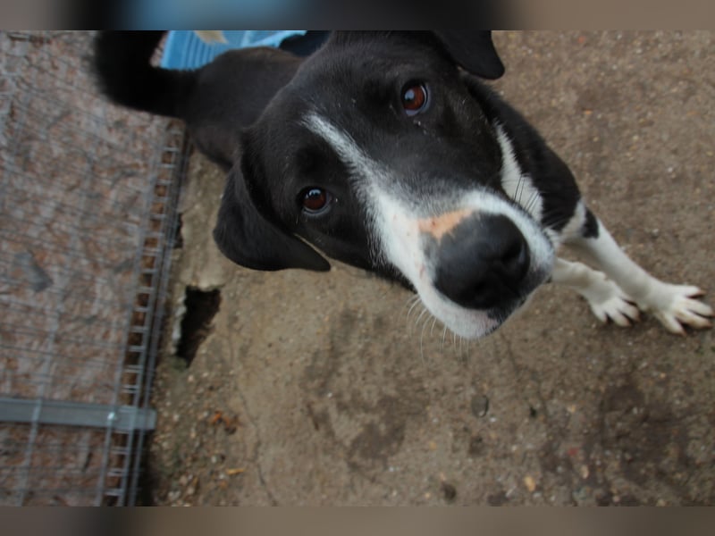 ⭐️YASIN⭐️, Traumtyp, Rüde, 2,5 Jahre, 56 cm, Mischling, Tierschutz Rumänien