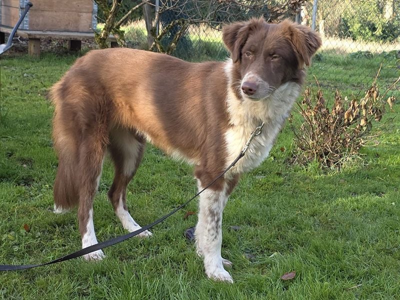 ♥LYRA♥ neu auf Pflegestelle bei Leverkusen - wunderschöne, ganz liebe, sensible Seele 53 cm