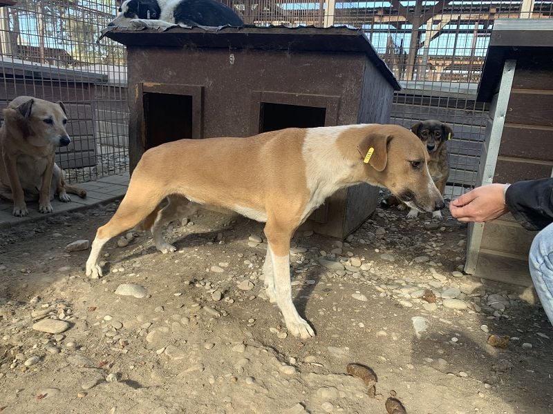 ♥OLIVIA♥ zuckersüße, sehr liebe Hündin, die im Tierheim anfangs noch vorsichtig ist 59 cm