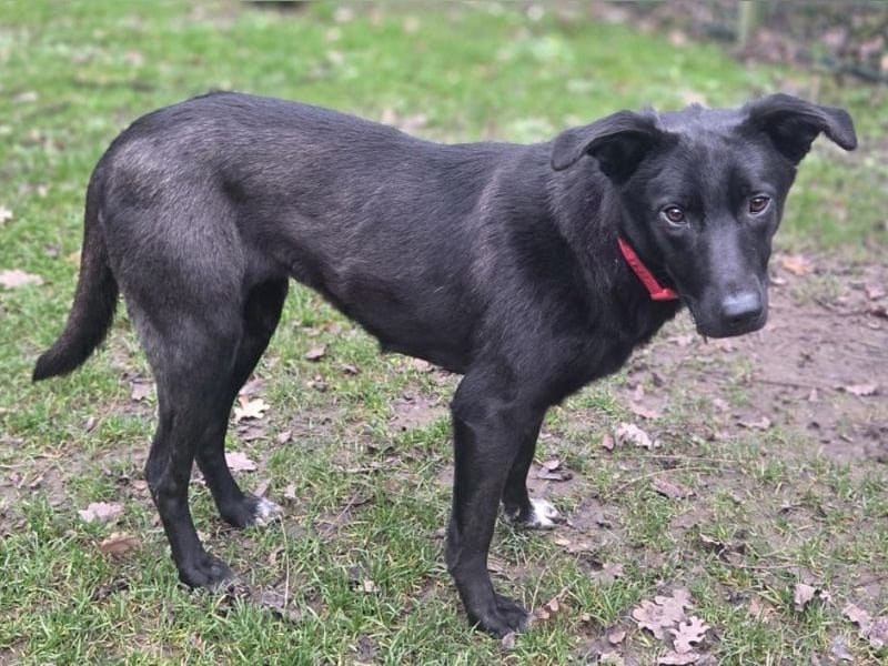 ♥LANA♥ neu auf Pflegestelle bei Köln - bewegungsfreudige, offene schwarze Schönheit 56cm