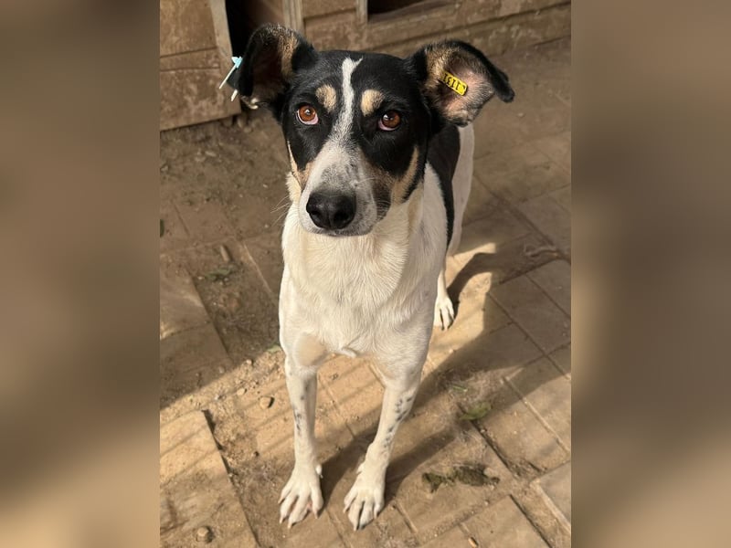 ♥AMANDA♥ süße, anhängliche, verschmuste und unkomplizierte Hündin 54 cm