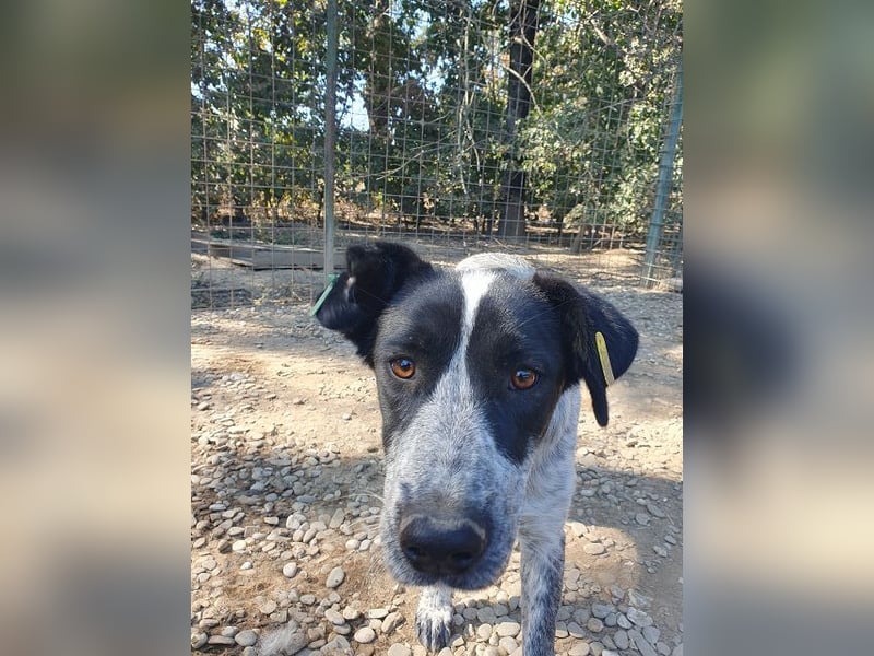 ♥NELIA♥ hübsche, weiß gepunktete, süße Hündin mit einem sensiblen, zurückhaltenden Wesen 56 cm