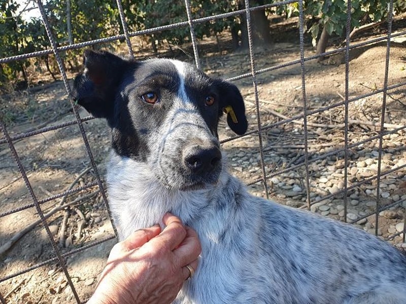 ♥NELIA♥ hübsche, weiß gepunktete, süße Hündin mit einem sensiblen, zurückhaltenden Wesen 56 cm