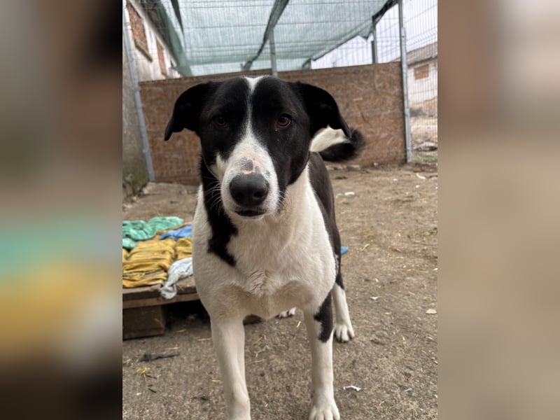 ⭐️GERDI⭐️, herzliche Hündin, 2,5 Jahre, 57 cm, Mischling, Tierschutz Rumänien