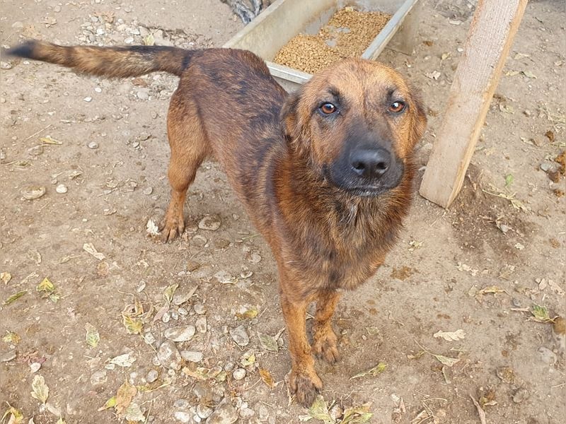 ♥AURELIAN♥ wunderschöner, sehr menschenbezogener, lebensfroher, sportlicher Rüde 56 cm