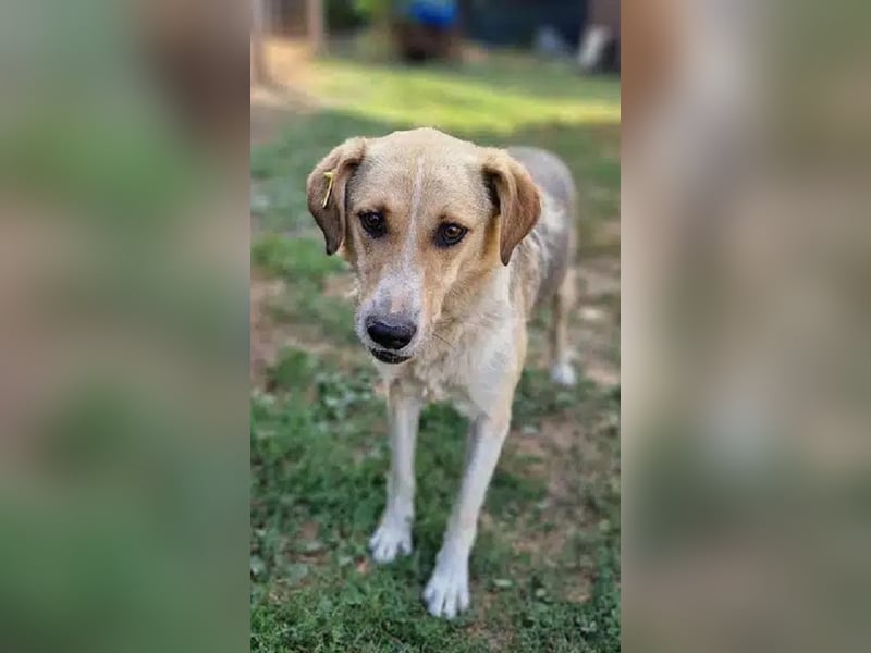 NOTFALL ♥MINELLA♥ anfangs noch vorsichtige, liebe, hübsche Hündin, die gemobbt wird 50-55 cm