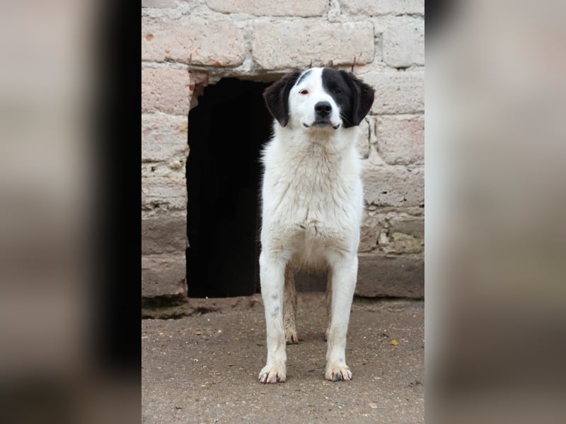 ⭐️SNOOPY⭐️, Spaßvogel und Spielkamerad, Rüde, 1,5 Jahre, 51 cm, Mischling, Tierschutz Rumänien
