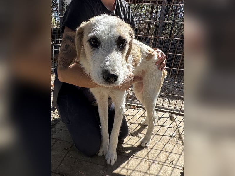 ♥MARLON♥ neu auf Pflegestelle bei Köln - lieber, zurückhaltender, zu dünner Drahthaar-Rüde 54cm