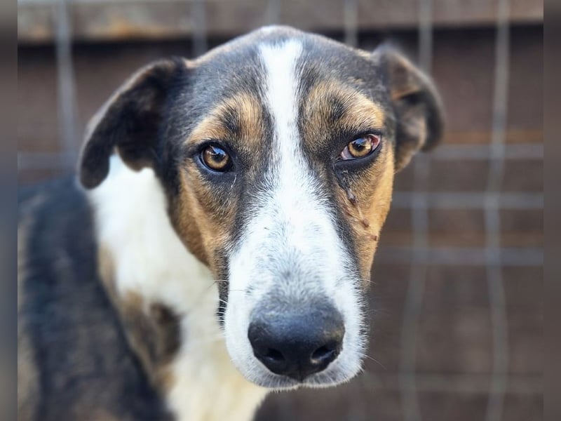 ♥MAIK♥ wunderschöner dreifarbiger, ganz lieber, noch etwas unsicherer Jungrüde 55 cm