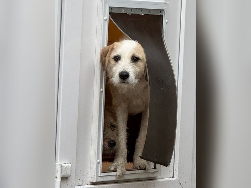 ♥MARLON♥ auf Pflegestelle bei Köln - hübscher, sehr menschenbezogener, kluger und aktiver Rüde 54 cm