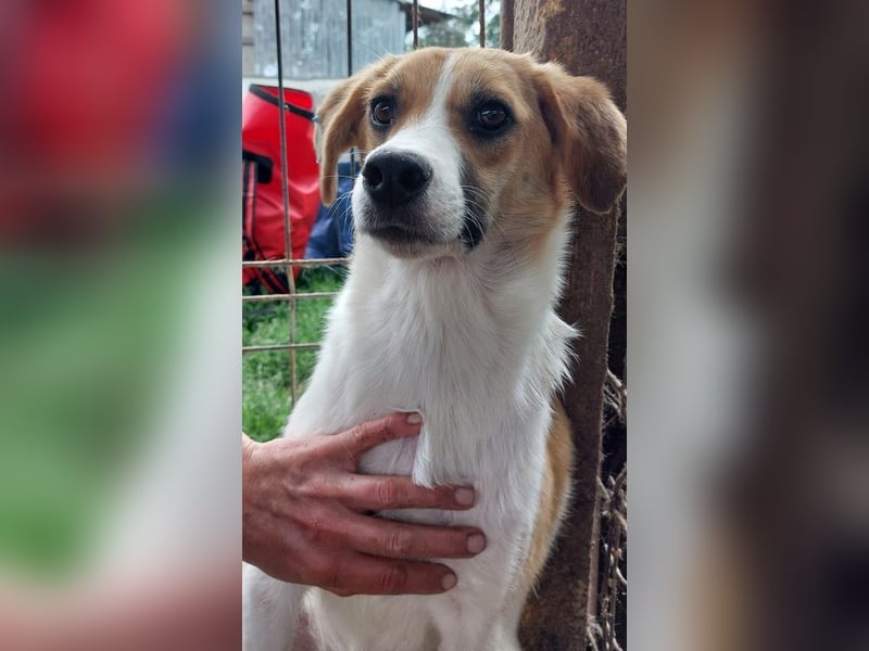 ♥KIMBY♥ bildschöne, anfangs noch schüchterne Hündin, die schnell Vertrauen fassen wird 51 cm