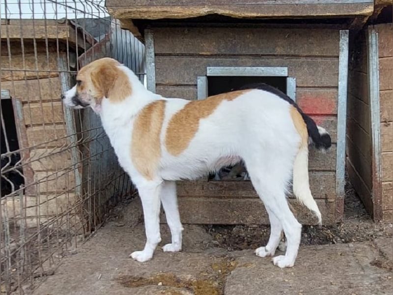 ♥KIMBY♥ bildschöne, anfangs noch schüchterne Hündin, die schnell Vertrauen fassen wird 51 cm