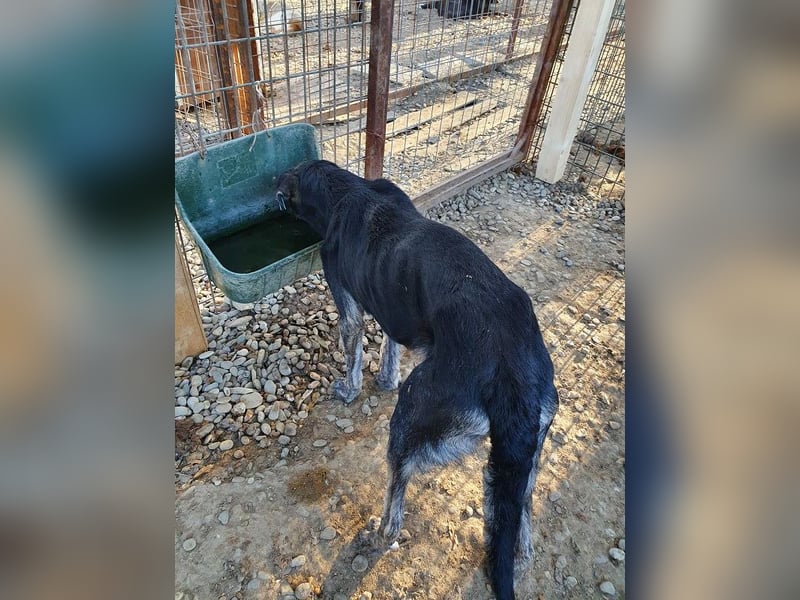 ♥SICCO♥ zu dünner, verschmuster, sehr menschenbezogener Rüde 60 cm