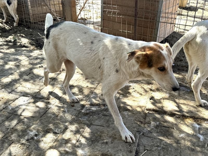 ♥NICOLA♥ hübsche, farbenfrohe,anfangs noch unsichere Hündin,die im Tierheim sehr gestresst ist 51 cm