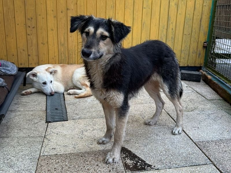 ♥ISABELLA♥ neu auf PS bei Köln - lebendige, kluge Schönheit mit ganz weichem Fell 51cm