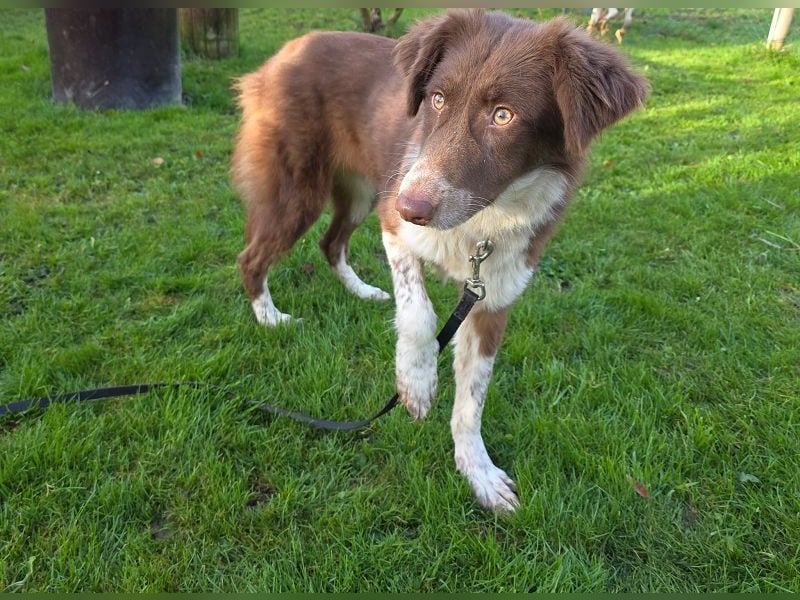 ♥LYRA♥ neu auf Pflegestelle bei Leverkusen - wunderschöne, ganz liebe, sensible Seele 53 cm