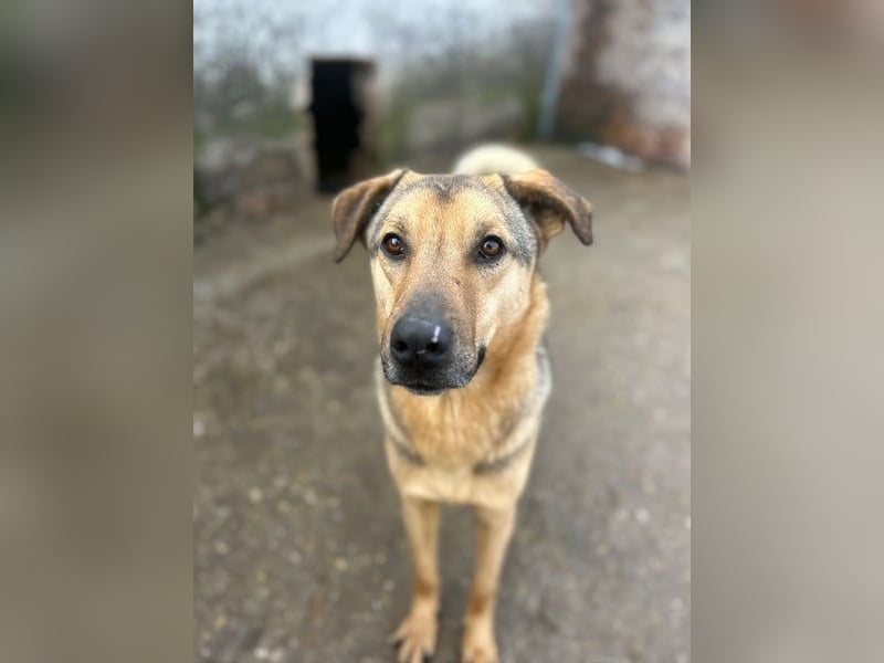 ⭐️WUTZL⭐️, Traumtyp, Rüde, 2,5 Jahre, 54 cm, Mischling, Tierschutz Rumänien
