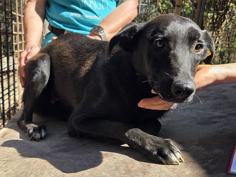 ♥LANA♥ viel zu dünne, sanfte, zarte Seele mit einer stillen und liebevollen Art 52 cm