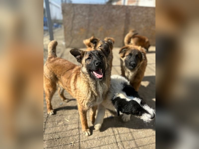 ⭐️TINNI⭐️, tolle Malinois-Mix Hündin, 1 Jahr, 53 cm, Mischling, Tierschutz Rumänien
