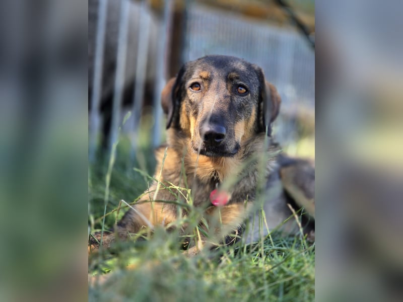 AMY, liebe Frohnatur, 2,5 Jahre, 59 cm, Mischling, Pflegestelle 57635, Tierschutz Rumänien