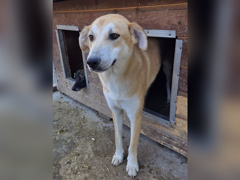 ♥RANDY♥ wunderschöner creme-weißer, anfangs noch zurückhaltender, ganz lieber Jungrüde 57 cm