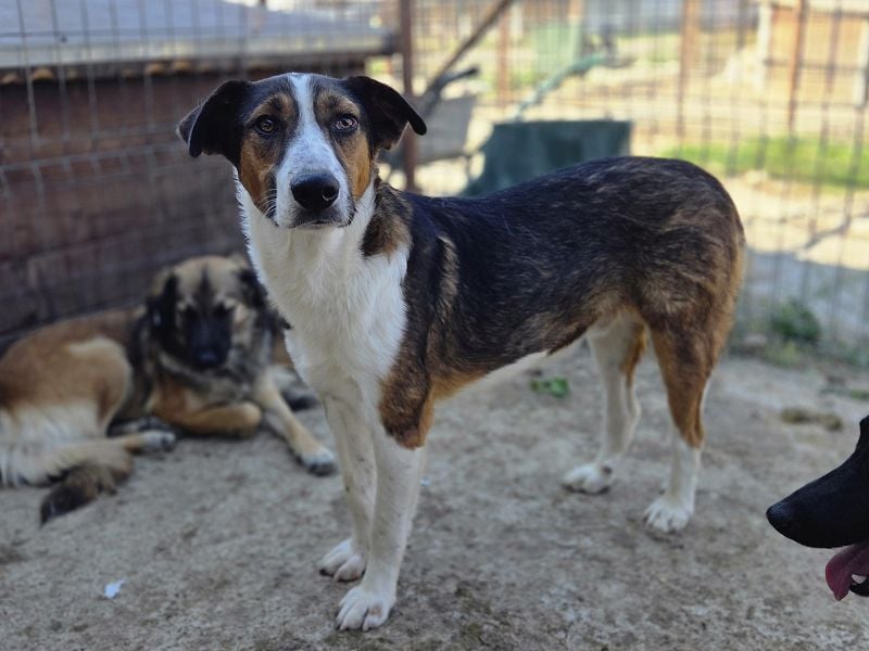 ♥MAIK♥ wunderschöner dreifarbiger, ganz lieber, noch etwas unsicherer Jungrüde 55 cm