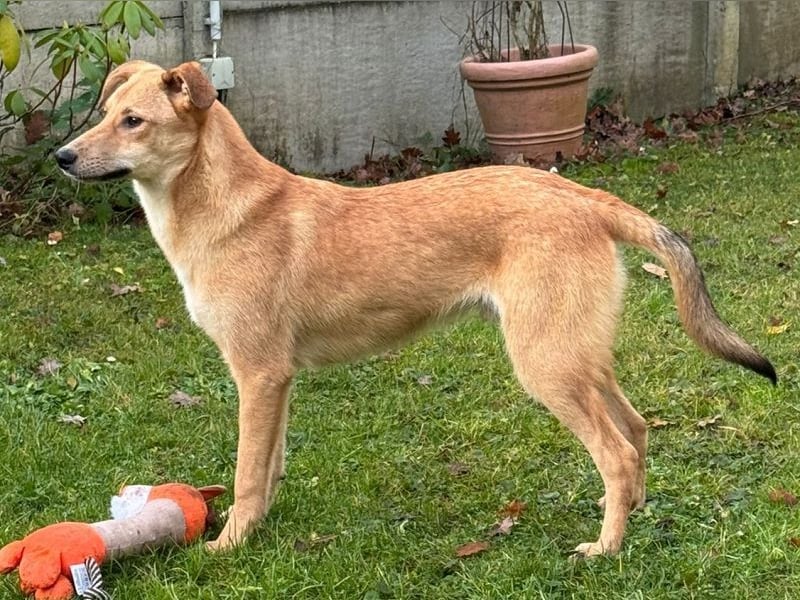 ♥GORBI♥ auf Pflegestelle bei Köln - aufgeschlossener, fröhlicher, anhänglicher Junior 52 cm