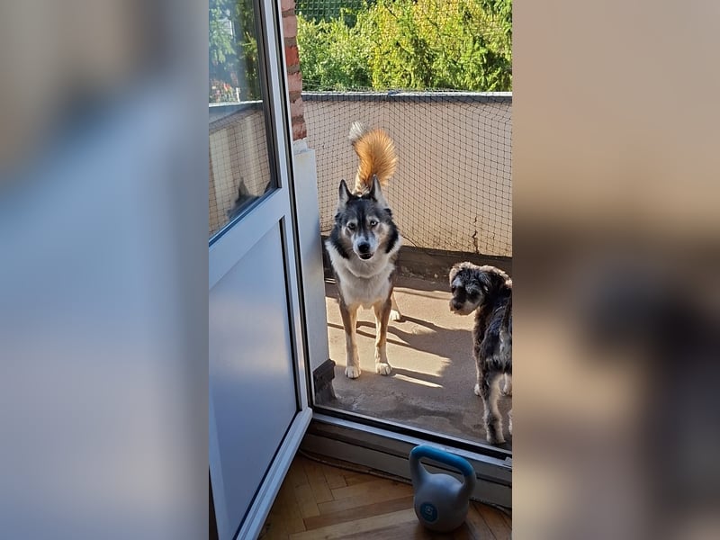 PUCKI, Husky-Border Collie-Mix, 7 Jahre, 60 cm, Pflegestelle Düsseldorf, Tierschutz