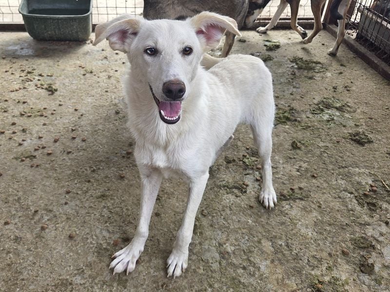 ♥BIANCA♥ fröhliche, verspielte und verschmuste Junghündin, die sich nach Zuwendung sehnt 55 cm