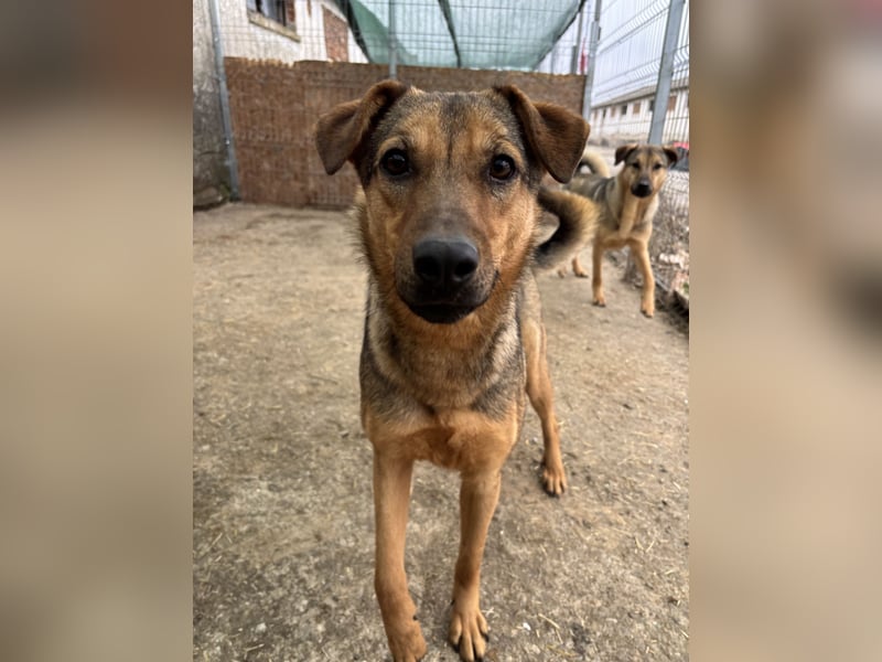 ⭐️WUMMEL⭐️, toller Hundekumpel, Rüde, 2,5 Jahre, 52 cm, Mischling, Tierschutz Rumänien