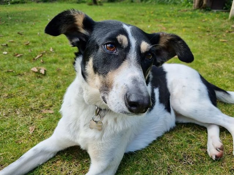 ♥AMANDA♥ auf Pflegestelle in Köln - süße, verschmuste und unkomplizierte Hündin 54 cm