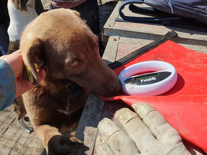 ♥THEA♥ sehr menschenbezogene, hübsche, verschmuste Hündin 54 cm