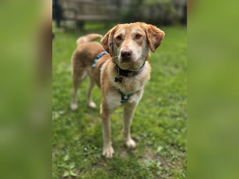 ♥GHANDI♥ neu auf Pflegestelle bei Köln - wunderbarer, ganz menschenbezogener Rüde 57 cm