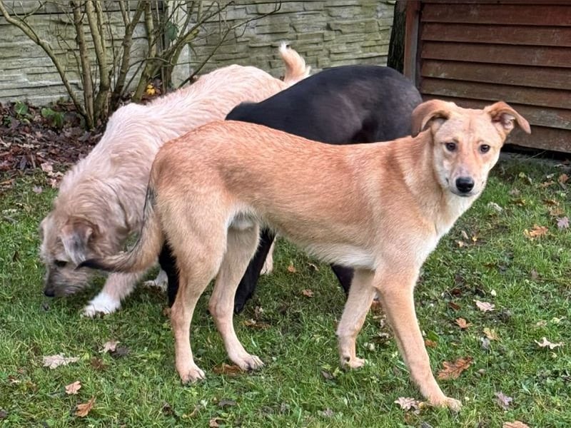 ♥GORBI♥ auf Pflegestelle bei Köln - aufgeschlossener, fröhlicher, anhänglicher Junior 52 cm