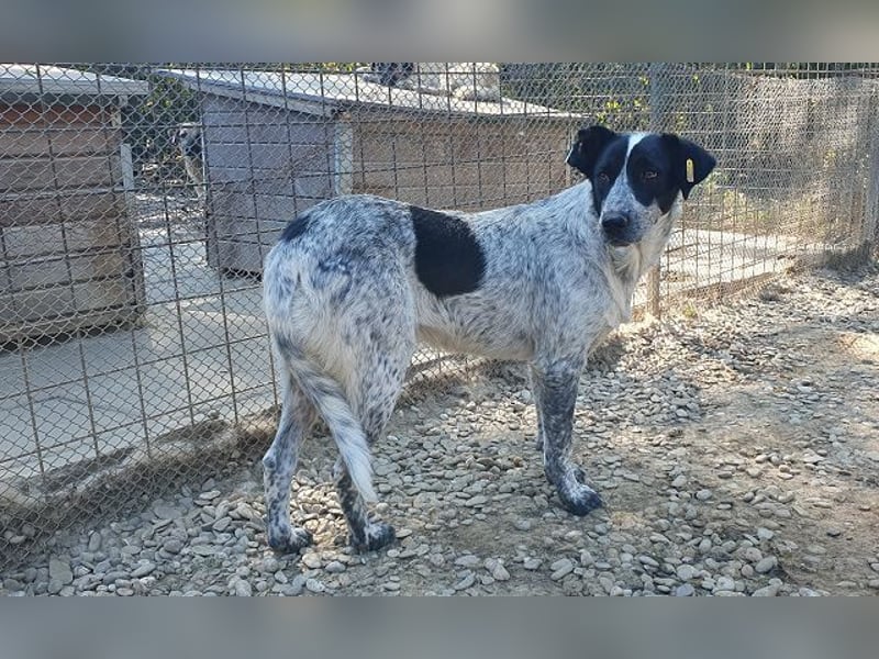 ♥NELIA♥ hübsche, weiß gepunktete, süße Hündin mit einem sensiblen, zurückhaltenden Wesen 56 cm