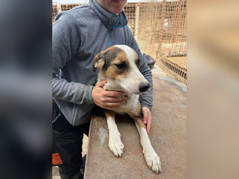 ♥ELDA♥ besonders schöne tricolor-farbene, ganz liebe, sanfte Junghündin von schlanker Statur 53 cm