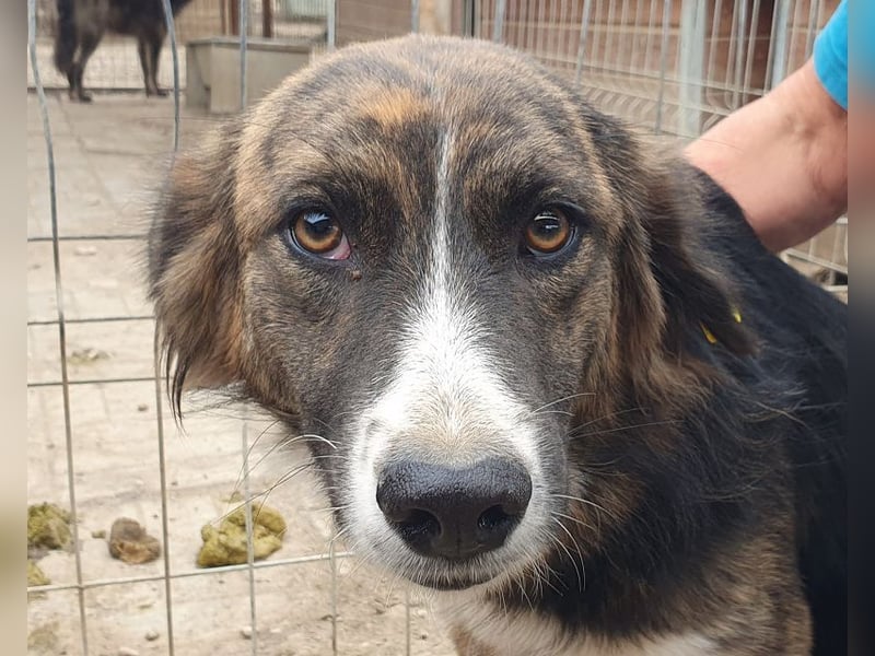 ♥MIA♥ ganz zutrauliche, verschmuste, wunderschöne tricolor-Hündin 56 cm