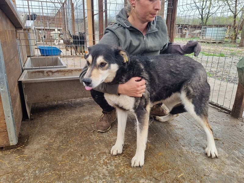 ♥EDANA♥ wunderschöne, tolle Hündin, die im Zwinger sehr eingeschüchtert wird 57 cm