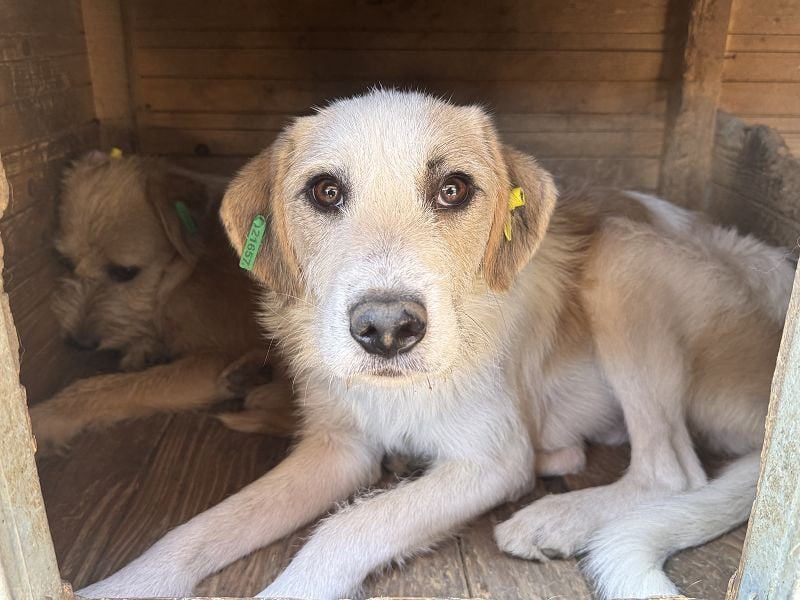 ♥MARLON♥ neu auf Pflegestelle bei Köln - lieber, zurückhaltender, zu dünner Drahthaar-Rüde 54cm