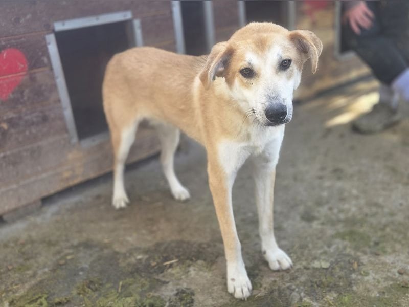 ♥RANDY♥ wunderschöner creme-weißer, anfangs noch zurückhaltender, ganz lieber Jungrüde 57 cm