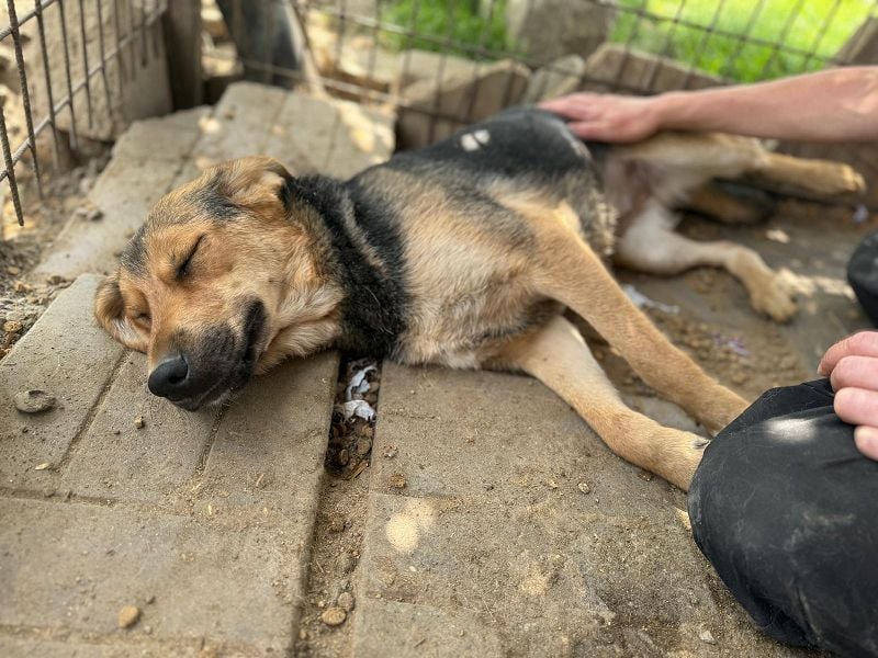 ♥VITA♥ sehr zutrauliche, liebe, neugierige Schmusebacke 52 cm