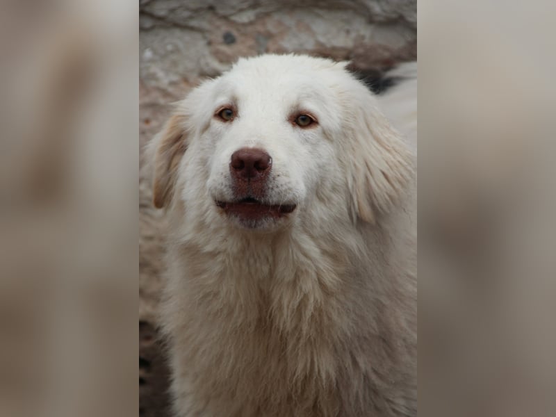 ⭐️DEXI⭐️, schüchterne Schönheit, Hündin, 1,5 Jahre, ca. 55cm, Mischling, Tierschutz Rumänien