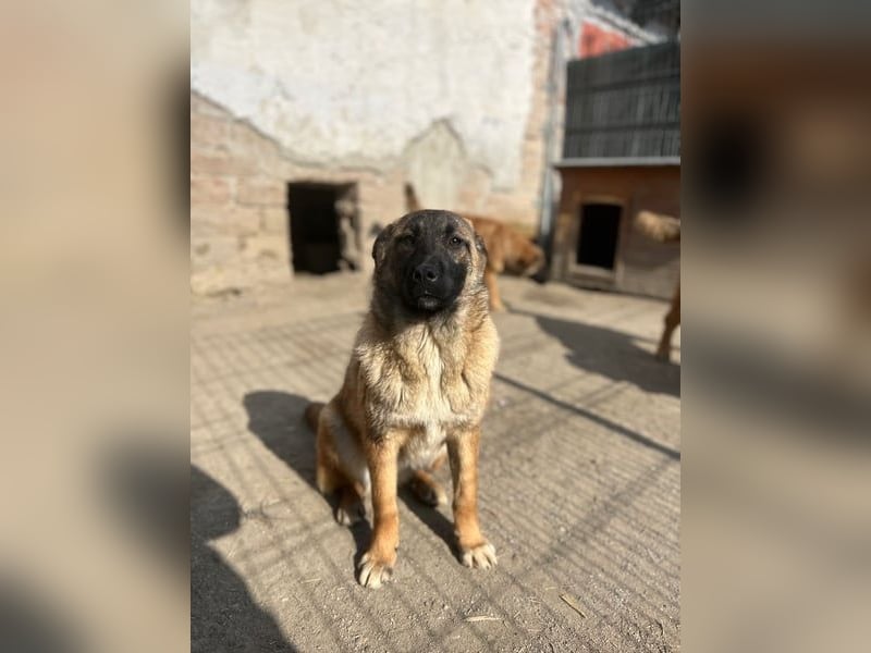 ⭐️TINNI⭐️, tolle Malinois-Mix Hündin, 1 Jahr, 53 cm, Mischling, Tierschutz Rumänien