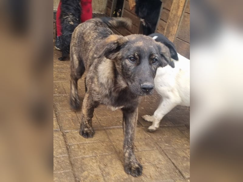 ♥MELISSA♥ unfassbar menschenbezogene, wunderschöne gestromte Junghündin - wird größer