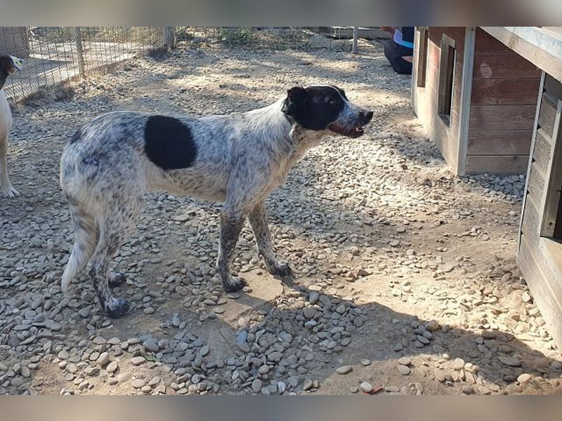 ♥NELIA♥ hübsche, weiß gepunktete, süße Hündin mit einem sensiblen, zurückhaltenden Wesen 56 cm