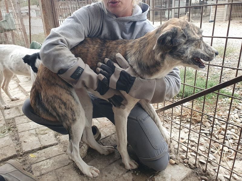 NOTFALL ♥MAJA♥ wunderschöne gestromte, ganz liebe Hündin, die gemobbt wird 60cm